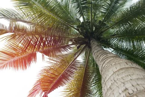 Branch palm leaf trees on the cloud blue sky with beautiful sunset background Stock Photos