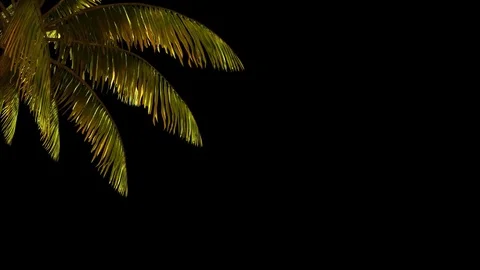 The branch of palm, palm tree in the wind. Stock Footage 70056017