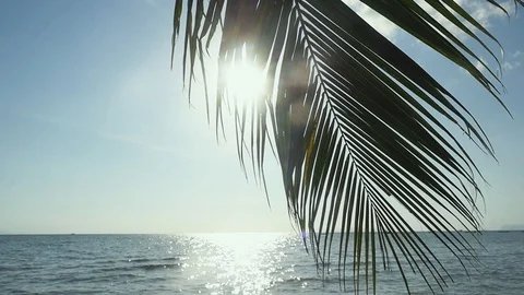 Branch of a palm tree against the background of the sea and the luminous sun 스톡 동영상 87106311
