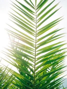 A branch of a palm tree close-up 스톡 사진