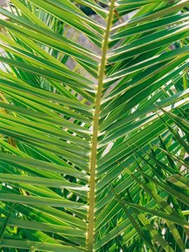 A branch of a palm tree close-up Stock Photos