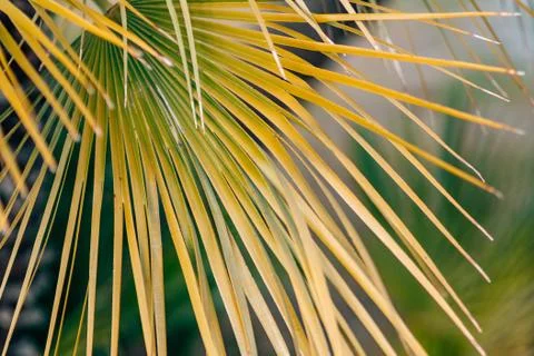 A branch of a palm tree close-up Stock Photos