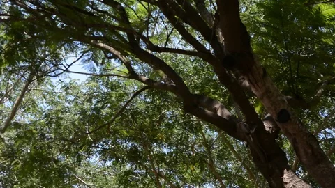 A branch of a palm tree close-up variable focus. Stock-Footage 93679466