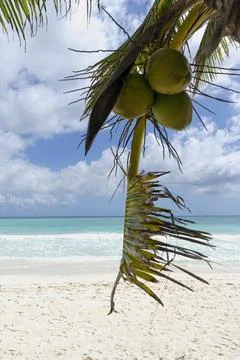 Branch of a palm tree with coconuts on the beach Fotos de archivo