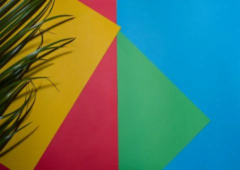 Branch of a palm tree on a colored background Stock Photos