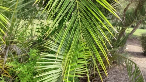 A branch of a palm tree Stock Footage 198402234