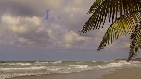 Branch with palm tree leaves on a background of sea and clouds. Stock Footage 126423147