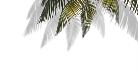 Branch with palm tree leaves in the wind on a white background Stock Footage 126423562