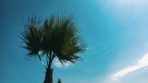 Branch of palm trees on the blue sky background Stock Footage 80356431