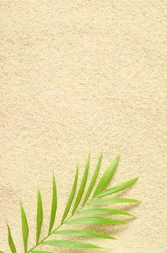 A branch of palm trees on the sand background. Sand texture Place for text. P Stock Photos
