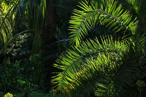 Branch of palm trees in the sunlight Stock Photos
