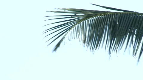 Branch of a palm on a wind Stock Footage 2856364