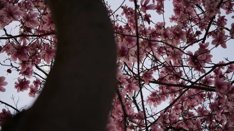Branch Pan of Magnolia Tree Stock Footage 90180562