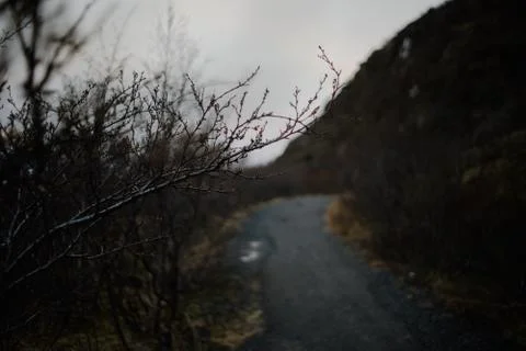 A branch at a path in Iceland Stock Photos