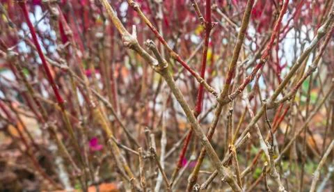 Branch pattern background Stock Photos