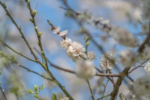 Branch pattern with clustered blossoms, repeating motifs and fine stamens cre Stock Photos