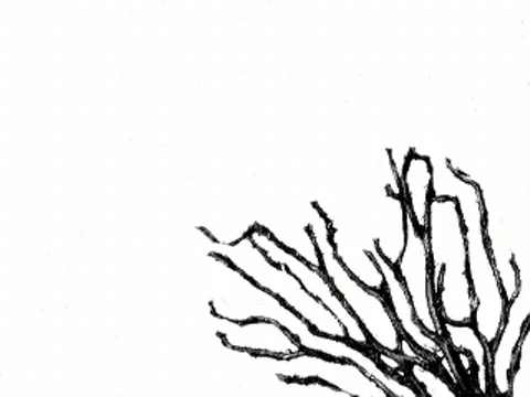 Branch Pattern Video stock 590235