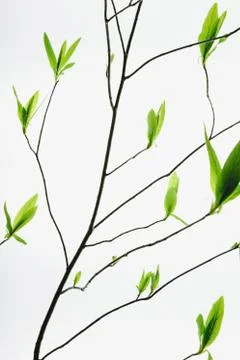 A branch with a pattern of slender twigs leading off the central branch, with Stock Photos