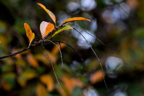 Branch of Patterns and Textures on Autumn Colored Leaves Stock Photos