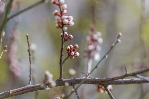 Branch patterns with budding clusters. Complex twigs and blooming buds capt.. Stock Photos