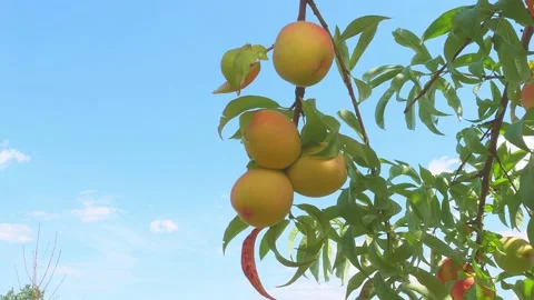 A branch with a peach swaying in the wind. Stock Footage 136667826
