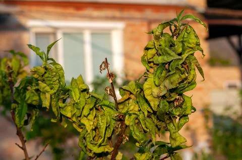 Branch of a peach tree affected by leaf curl disease. Fruit orchard disease.. Stock Photos