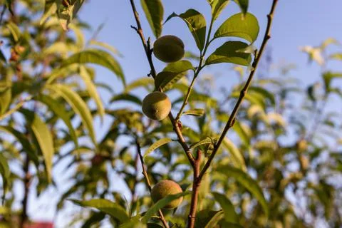 Branch of peach tree close up Stock Photos