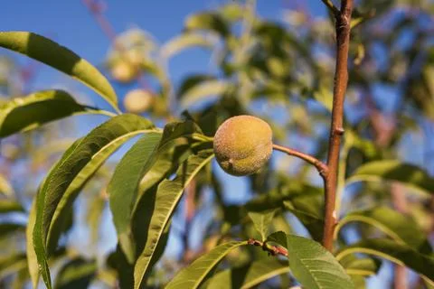 Branch of peach tree close up Stock Photos