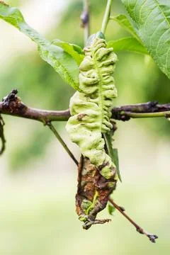 Branch of a peach tree with leaf curl caused by a fungus. Leaf disease. Taphr Stock Photos