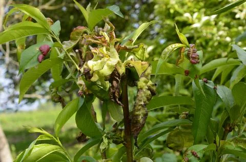 Branch of a peach tree with leaf curl caused by a fungus. Stock Photos