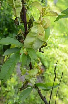 Branch of a peach tree with leaf curl caused by a fungus. Stock Photos