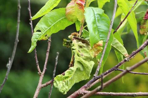 Branch of a peach tree with leaf curl Stock Photos