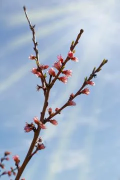 Branch of peach tree Stock-Fotos