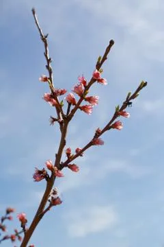 Branch of peach tree Stock Photos