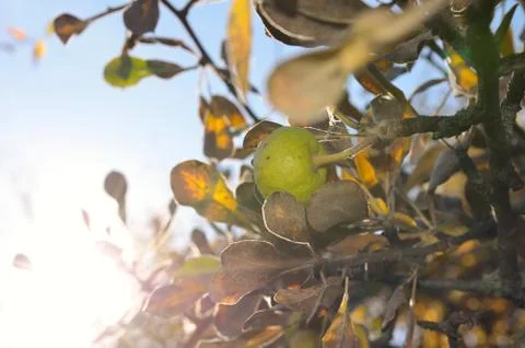 Branch of pear Stock Photos