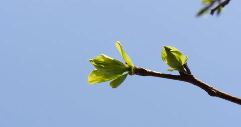 Branch of pear in spring Vidéo 162629938