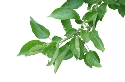 Branch of pear tree Stock Photos