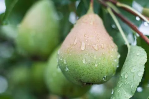 Branch of Pears Stock Photos