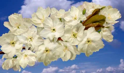 Branch of pears tree flowers Stock Photos