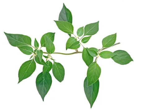 A branch of pepper tree isolated on white Stock Photos
