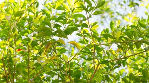 Branch 스톡 사진