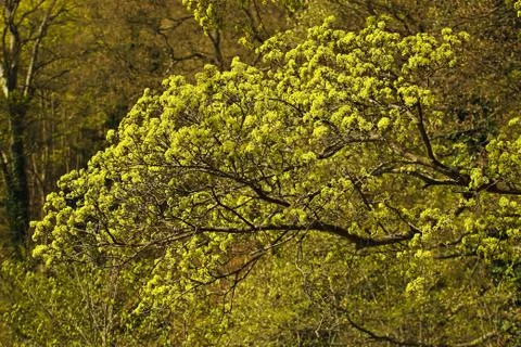 A branch Stock Photos