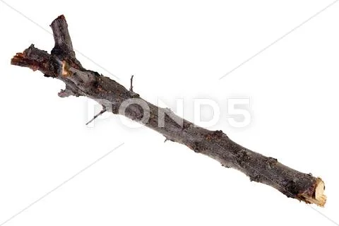 Branch Stock Photos
