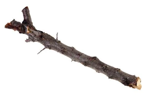 Branch Stock Photos
