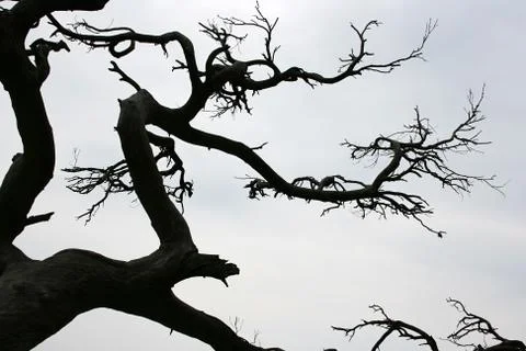 Branch Stock Photos