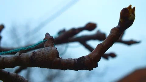 Branch Stock Photos