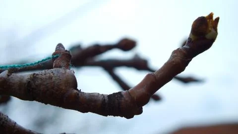 Branch Stock Photos