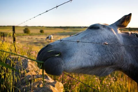 The branch Stock Photos
