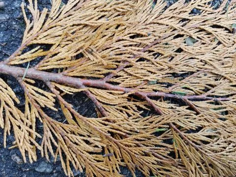 Branch Stock Photos