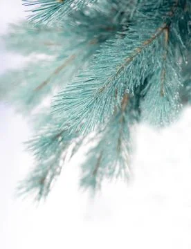 Branch Stock Photos